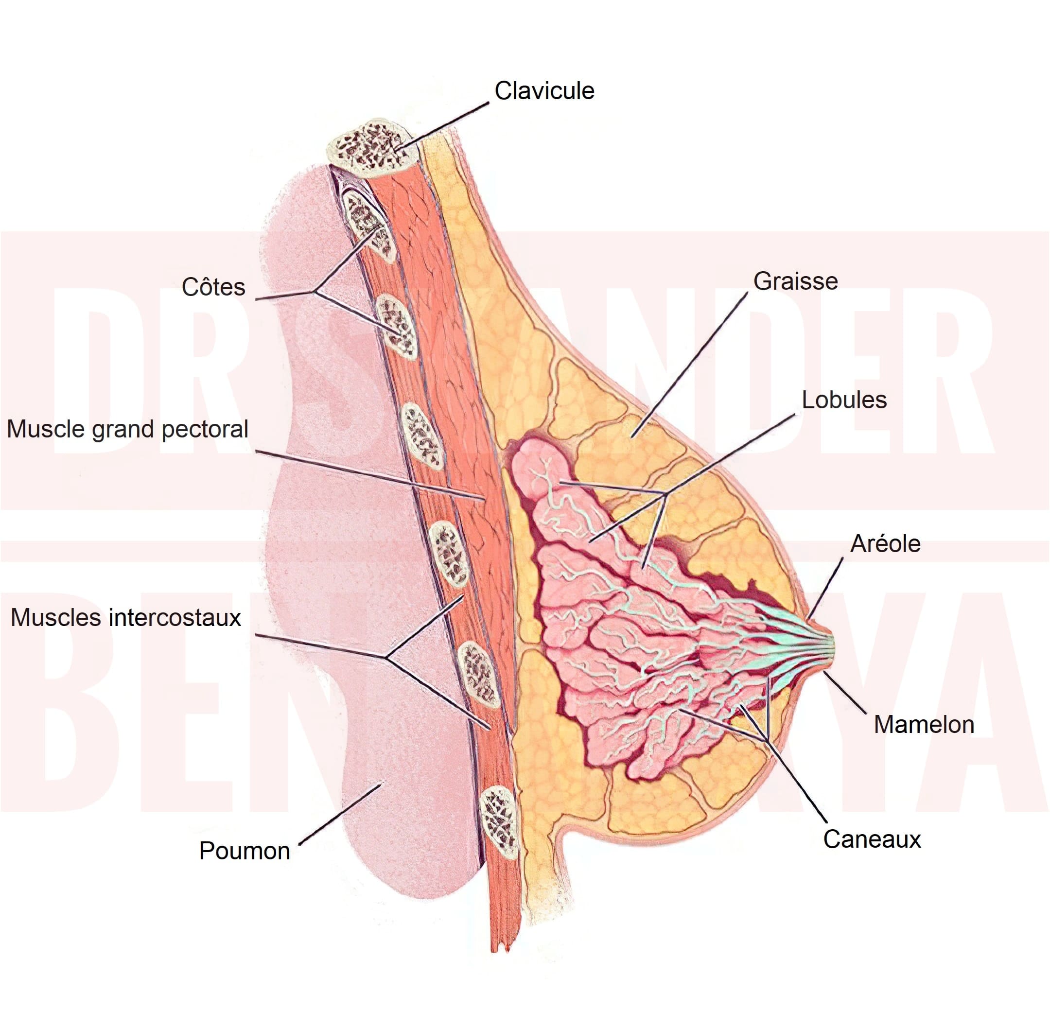 L’anatomie du sein