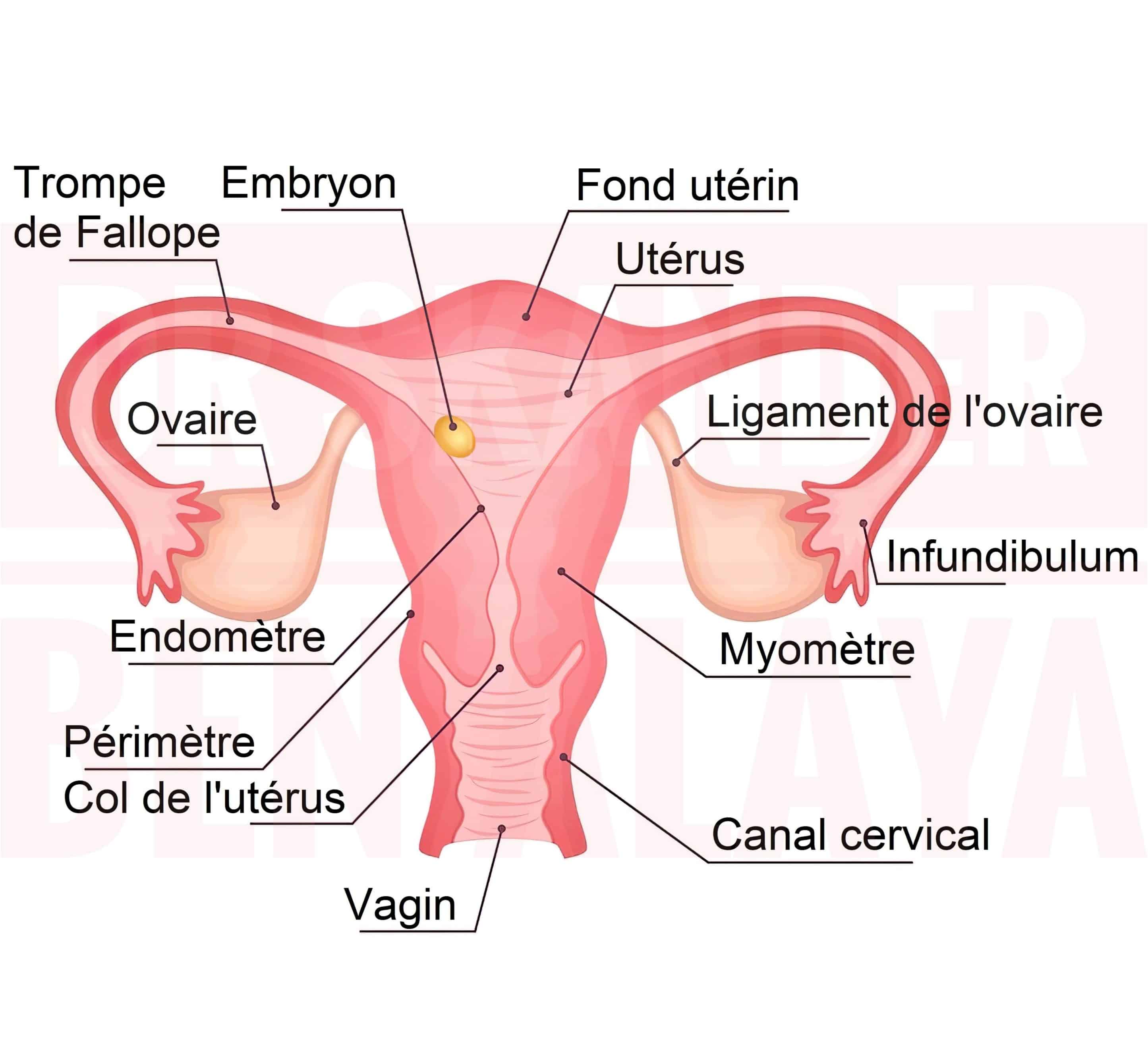 L'appareil génital féminin regroupe des organes génitaux internes et externes.