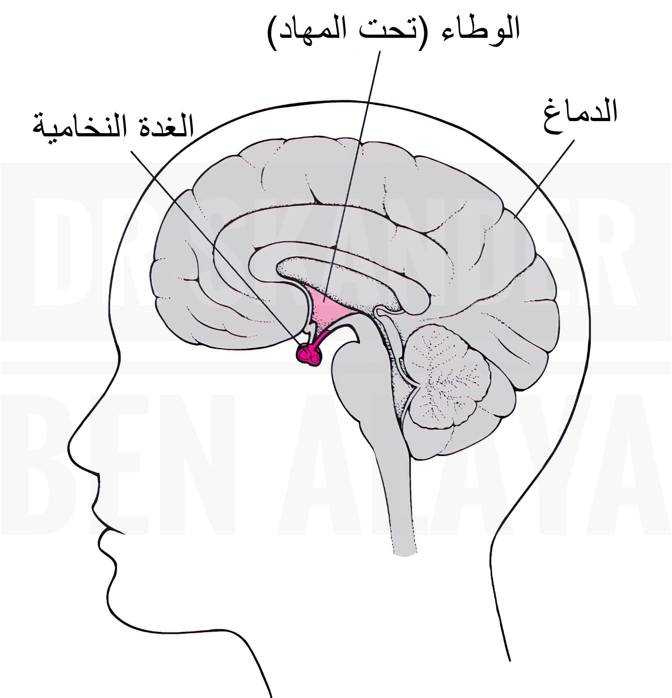 هرمون الحليب أو ما يعرف بالبرولاكتين: هرمون تُفرِزُه الغدة النخامية يُحفِّز الجسم على إنتاج الحليب.