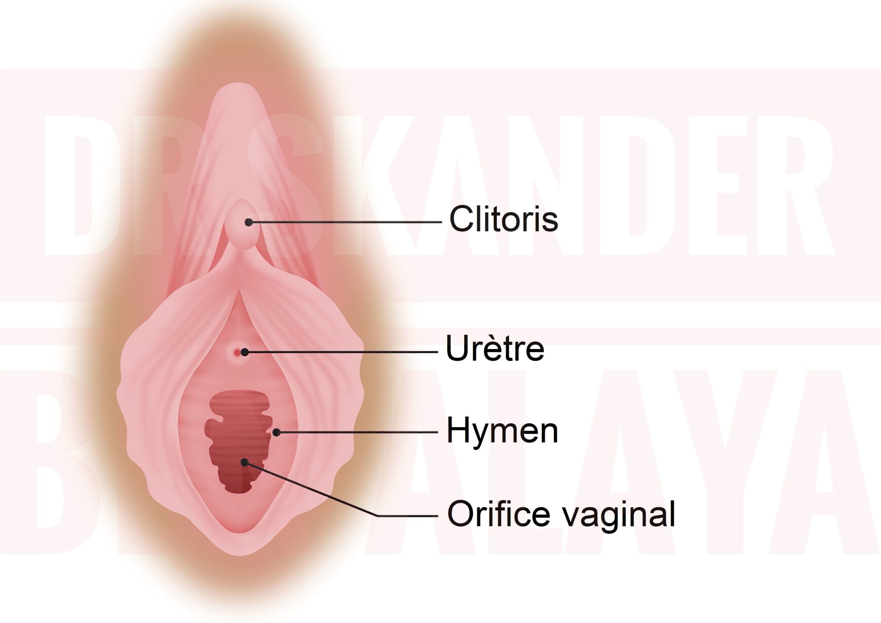 Hymen, appelé également membrane hyménale ou encore couronne vaginale.