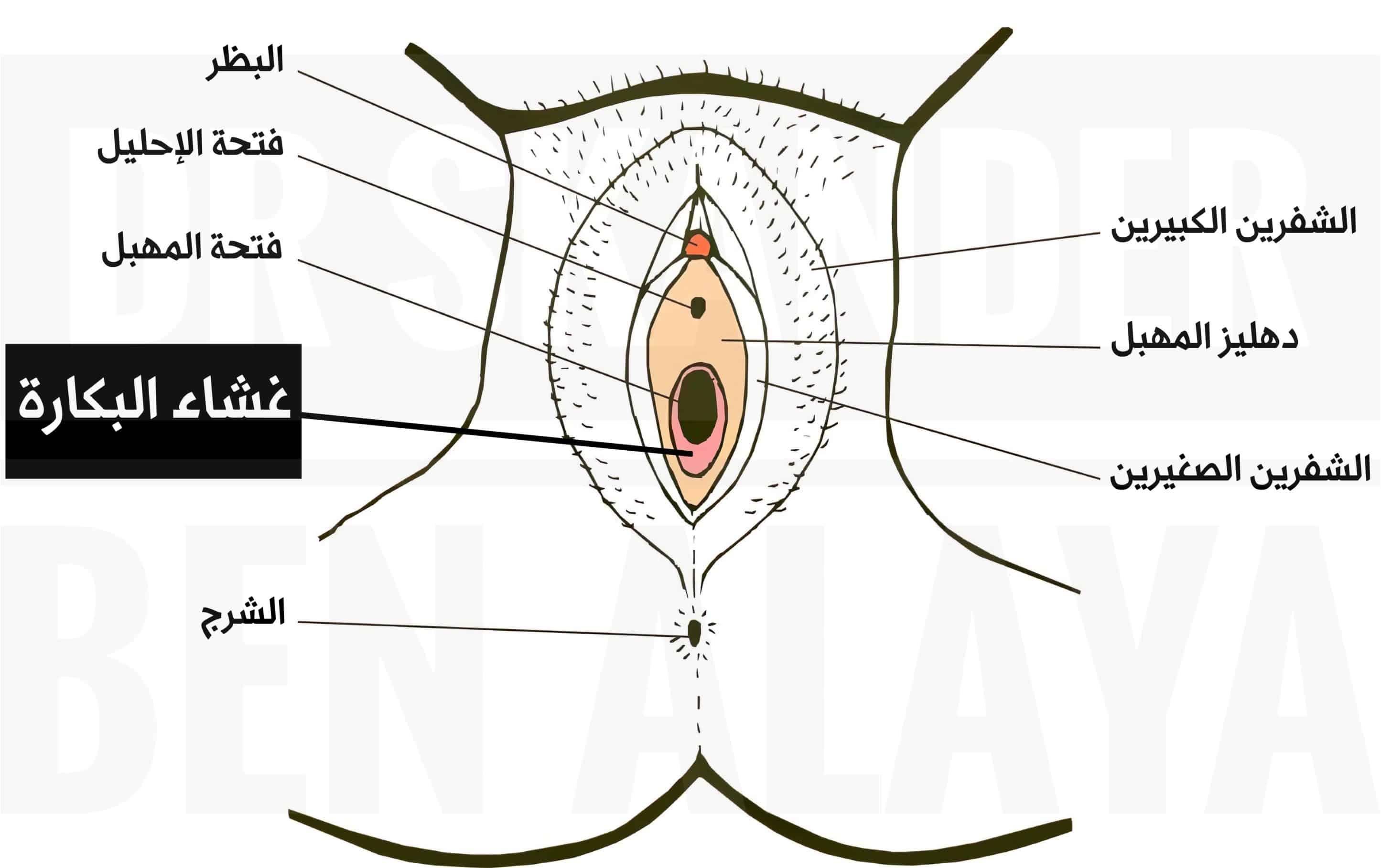 يحتوي غشاء البكارة على فتحة أو أكثر تُتيح مرور دماء الحيض عبر المهبل إلى خارج الجسم.
